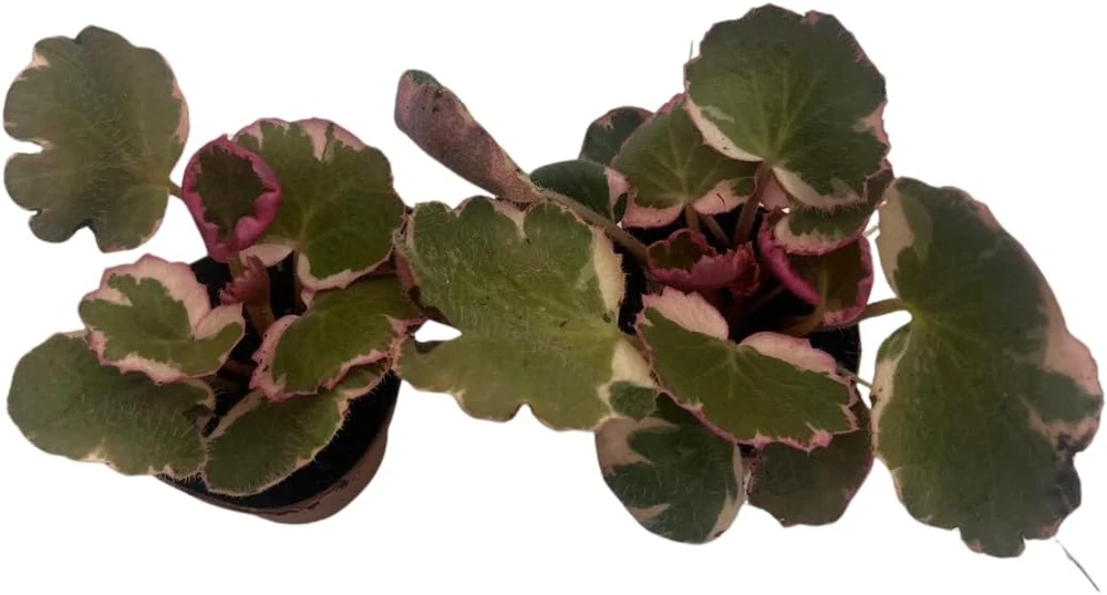 Variegated Strawberry Begonia Live Plant - 2 Pack in 2" Pots - Saxifraga stolonifera - Indoor Houseplant - Image 4