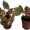 Variegated Strawberry Begonia Live Plant - 2 Pack in 2" Pots - Saxifraga stolonifera - Indoor Houseplant - Image 1