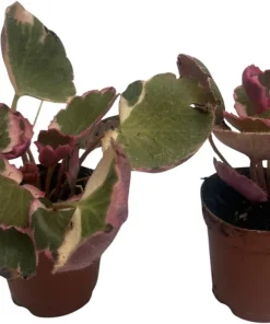 Variegated Strawberry Begonia Live Plant - 2 Pack in 2