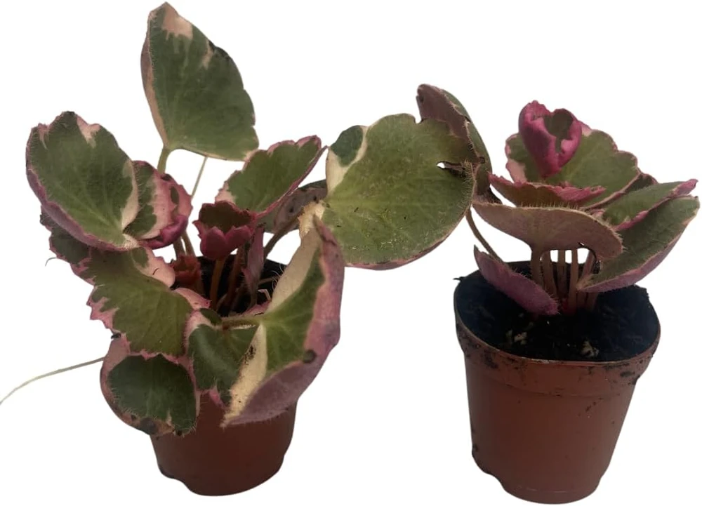 Variegated Strawberry Begonia Live Plant - 2 Pack in 2" Pots - Saxifraga stolonifera - Indoor Houseplant - Image 1