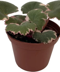 Variegated Strawberry Begonia Live Plant – 2.5" Pot – Indoor Houseplant - Image 2