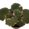 Variegated Strawberry Begonia Live Plant – 2.5" Pot – Indoor Houseplant - Image 1