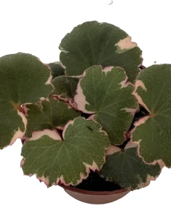 Variegated Strawberry Begonia Live Plant – 2.5