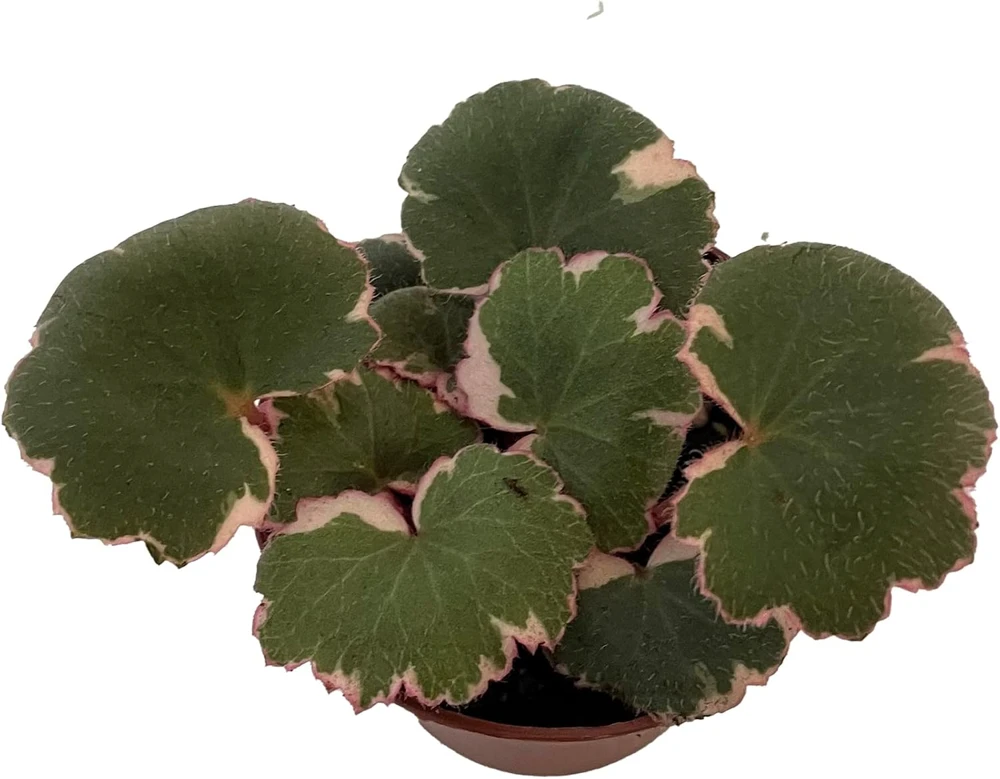 Variegated Strawberry Begonia Live Plant – 2.5" Pot – Indoor Houseplant - Image 1