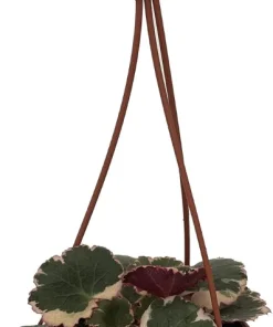 Variegated Strawberry Begonia Live Plant - 4