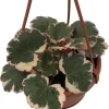 Variegated Strawberry Begonia Live Plant - 4" Mini Hanging Basket Houseplant - Image 1