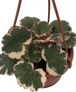 Variegated Strawberry Begonia Live Plant - 4