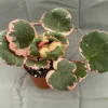 Variegated Strawberry Begonia Live Plant - Saxifraga stolonifera - 2 inch pot - Image 1