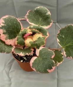 Variegated Strawberry Begonia Live Plant - Saxifraga stolonifera - 2 inch pot - Image 1