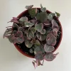 Variegated String of Hearts Live Plant – 4 inch Pot – Indoor Ceropegia woodii - Image 1
