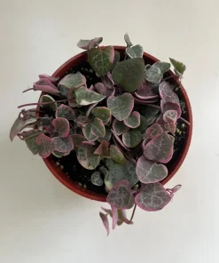 Variegated String of Hearts Live Plant – 4 inch Pot – Indoor Ceropegia woodii - Image 1