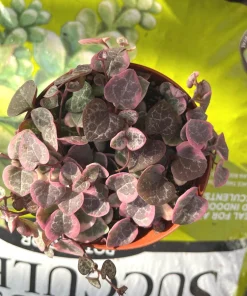 Variegated String of Hearts Live Plant – 4 inch Pot – Indoor Ceropegia woodii - Image 2