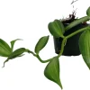 Variegated Vanilla Orchid Plant - Live Plant - 4" Pot - Vanilla planifolia 'Variegata' - Image 1