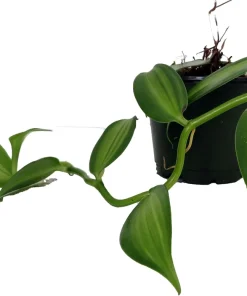 Variegated Vanilla Orchid Plant - Live Plant - 4