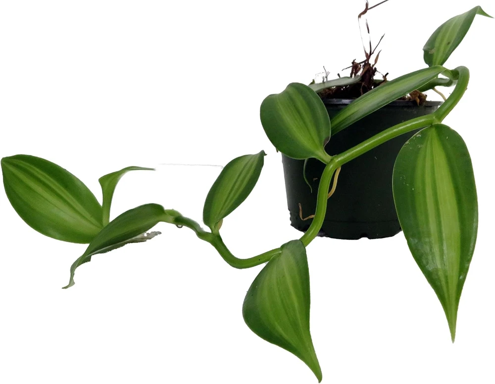 Variegated Vanilla Orchid Plant - Live Plant - 4" Pot - Vanilla planifolia 'Variegata' - Image 1
