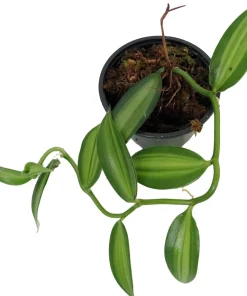 Variegated Vanilla Orchid Plant - Live Plant - 4