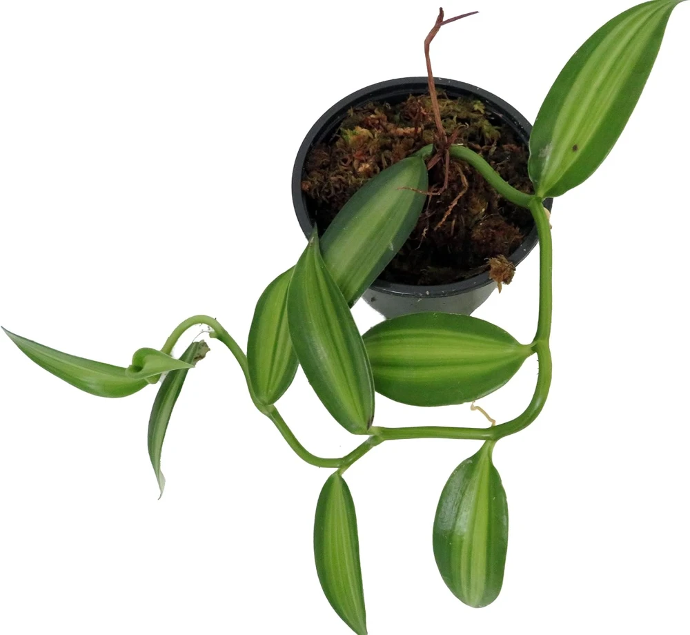 Variegated Vanilla Orchid Plant - Live Plant - 4" Pot - Vanilla planifolia 'Variegata' - Image 2