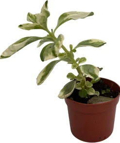 Variegated Vicks Swedish Ivy Live Plant - Plectranthus neochilus Variegated - 2.5" Pot - Indoor/Outdoor - Image 2