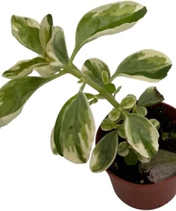 Variegated Vicks Swedish Ivy Live Plant - Plectranthus neochilus Variegated - 2.5