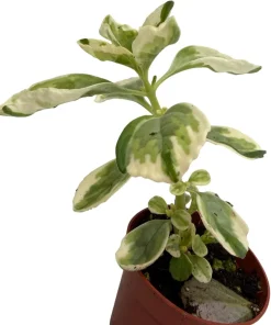 Variegated Vicks Swedish Ivy Live Plant - Plectranthus neochilus Variegated - 2.5