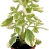 Variegated Vicks Swedish Ivy Live Plant - Plectranthus neochilus Variegated - 2.5" Pot - Indoor/Outdoor - Image 1
