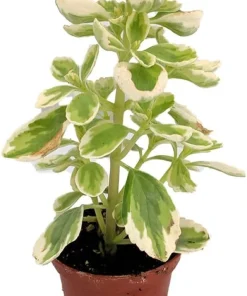 Variegated Vicks Swedish Ivy Live Plant - Plectranthus neochilus Variegated - 2.5