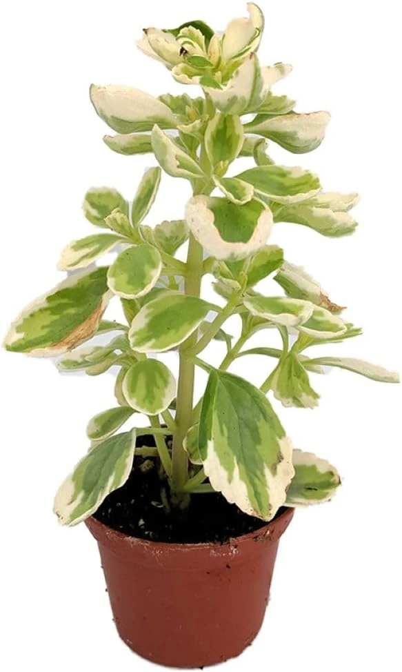 Variegated Vicks Swedish Ivy Live Plant - Plectranthus neochilus Variegated - 2.5" Pot - Indoor/Outdoor - Image 1