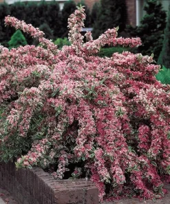 Variegated Weigela Live Plant - Pink Flowers, Quart Pot, 6-12 inches Tall - Image 2