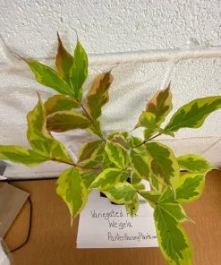 Variegated Weigela Live Plant - Pink Flowers, Quart Pot, 6-12 inches Tall - Image 3