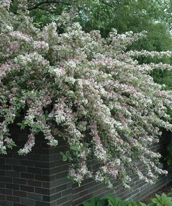Variegated Weigela Live Plant - Pink Flowers, Quart Pot, 6-12 inches Tall - Image 4
