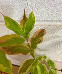 Variegated Weigela Live Plant - Pink Flowers, Quart Pot, 6-12 inches Tall - Image 5