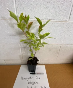 Variegated Weigela Live Plant - Pink Flowers, Quart Pot, 6-12 inches Tall - Image 7