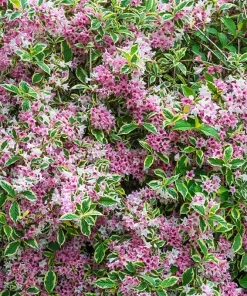 Variegated Weigela Live Plant - Pink Flowers, Quart Pot, 6-12 inches Tall - Image 1