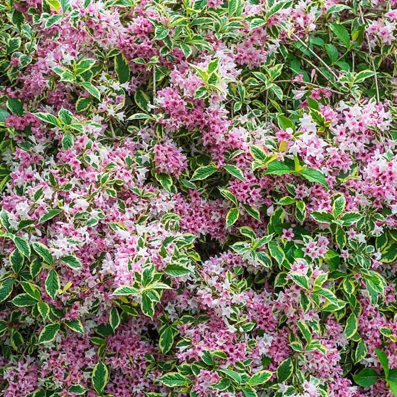 Variegated Weigela Live Plant - Pink Flowers, Quart Pot, 6-12 inches Tall - Image 1