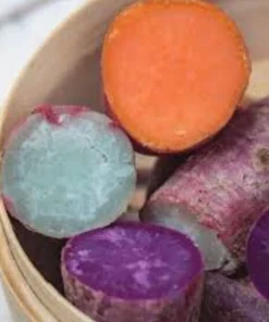 Variety Sweet Potato Slips - 15 Live Cuttings - Red, Murasaki, Purple - Image 1