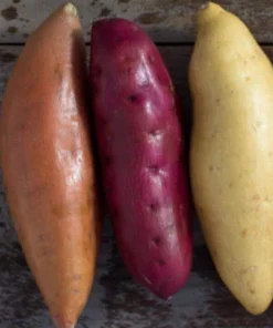 Variety Sweet Potato Slips - 15 Plant Slips - Beauregard, Japanese White, Purple - Image 5