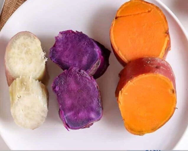 Variety Sweet Potato Slips - 15 Plant Slips - Beauregard, Japanese White, Purple - Image 1
