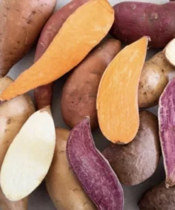 Variety Sweet Potato Slips - 20 Count - Purple, Okinawa, Japanese Red, Beauregard - Image 5