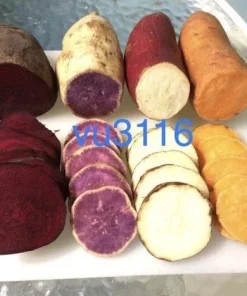 Variety Sweet Potato Slips - 20 Count - Purple, Okinawa, Japanese Red, Beauregard - Image 1