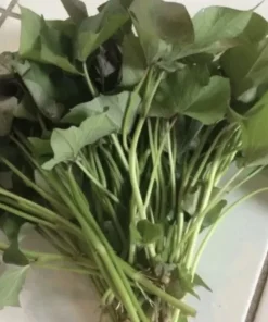 Variety Sweet Potato Slips - 20 Live Cuttings for Garden Planting - Image 3