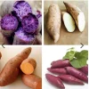 Variety Sweet Potato Slips - 20 Live Cuttings for Garden Planting - Image 1