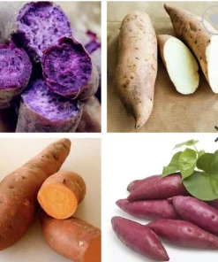 Variety Sweet Potato Slips - 20 Live Cuttings for Garden Planting - Image 1