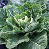 Vates Collard Seeds - 100 Count Packet - Hardy, Bolt Resistant Greens - Image 1