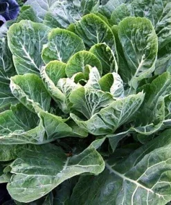 Vates Collard Seeds - 100 Count Packet - Hardy, Bolt Resistant Greens - Image 1