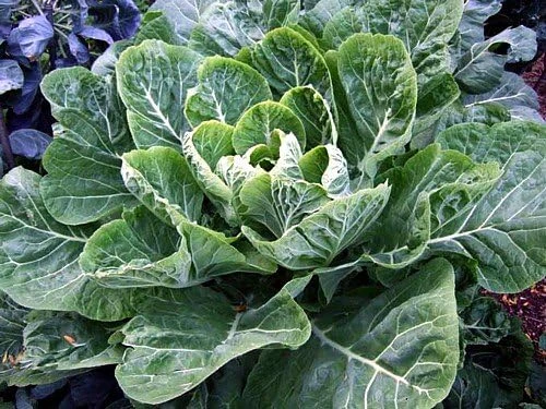 Vates Collard Seeds - 100 Count Packet - Hardy, Bolt Resistant Greens - Image 1