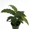 Velvet Peacock Plant Calathea Rufibarba Live Plant – 4" Pot – Indoor - Image 1