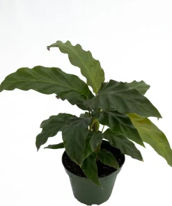 Velvet Peacock Plant Calathea Rufibarba Live Plant – 4