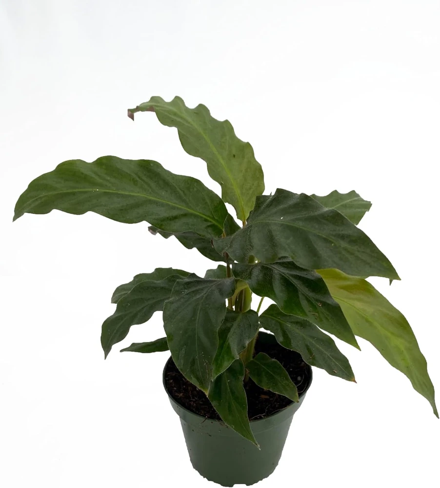 Velvet Peacock Plant Calathea Rufibarba Live Plant – 4" Pot – Indoor - Image 1