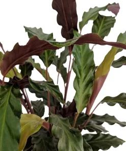 Velvet Peacock Plant Calathea Rufibarba Live Plant – 4" Pot – Indoor - Image 2