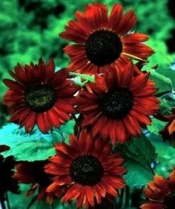 Velvet Queen Sunflower Seeds – 18 Count – Unique Copper Red Blooms - Image 2